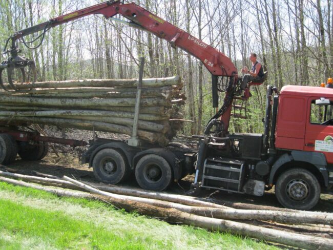 CHÂTAIGNIER EN GRUME, CAMION DE 50 STÈRES – Image 2
