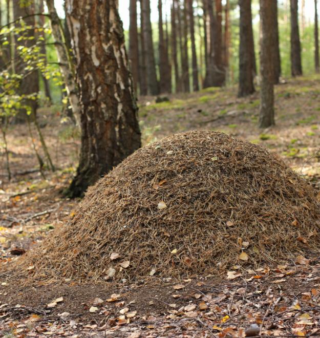 L’Importance de la Gestion Durable des Forêts dans la Production de Grumes de Bois