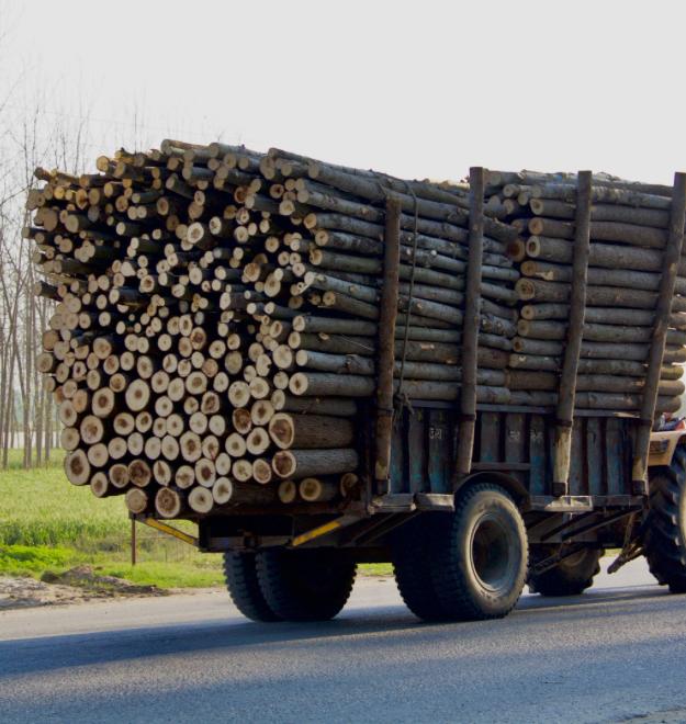 Les Grumes de Bois : Un Trésor Brut de la Nature